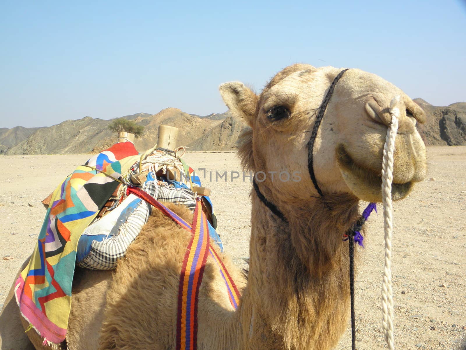 Camel in the Egyptian desert