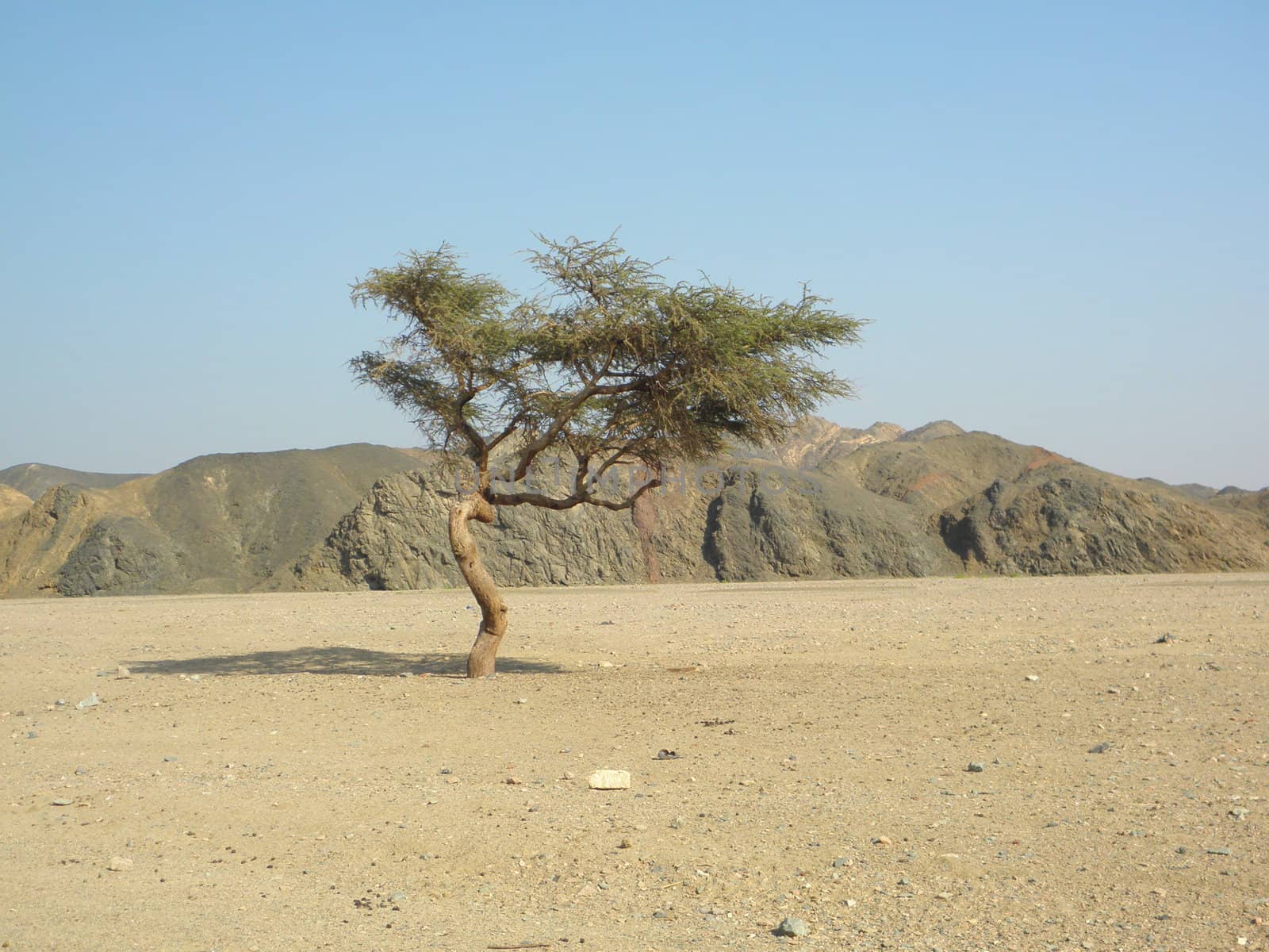 solitary Acacia in the Sahara