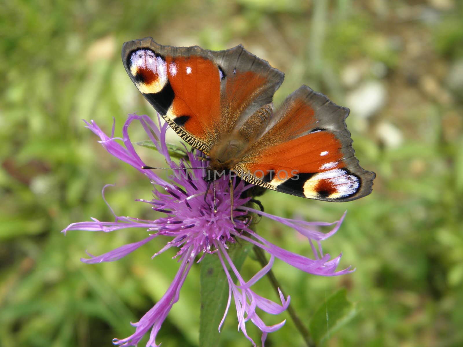 beautiful butterfly on a flower