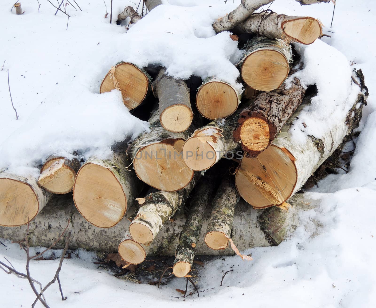 Wood pile with snow in forest by MalyDesigner