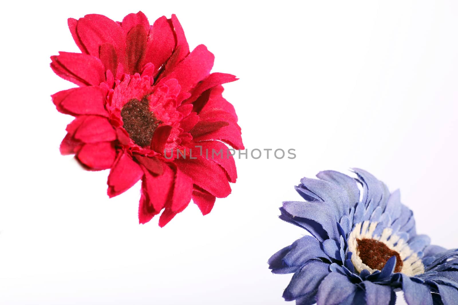 Red and purple daisy flower in a close up image