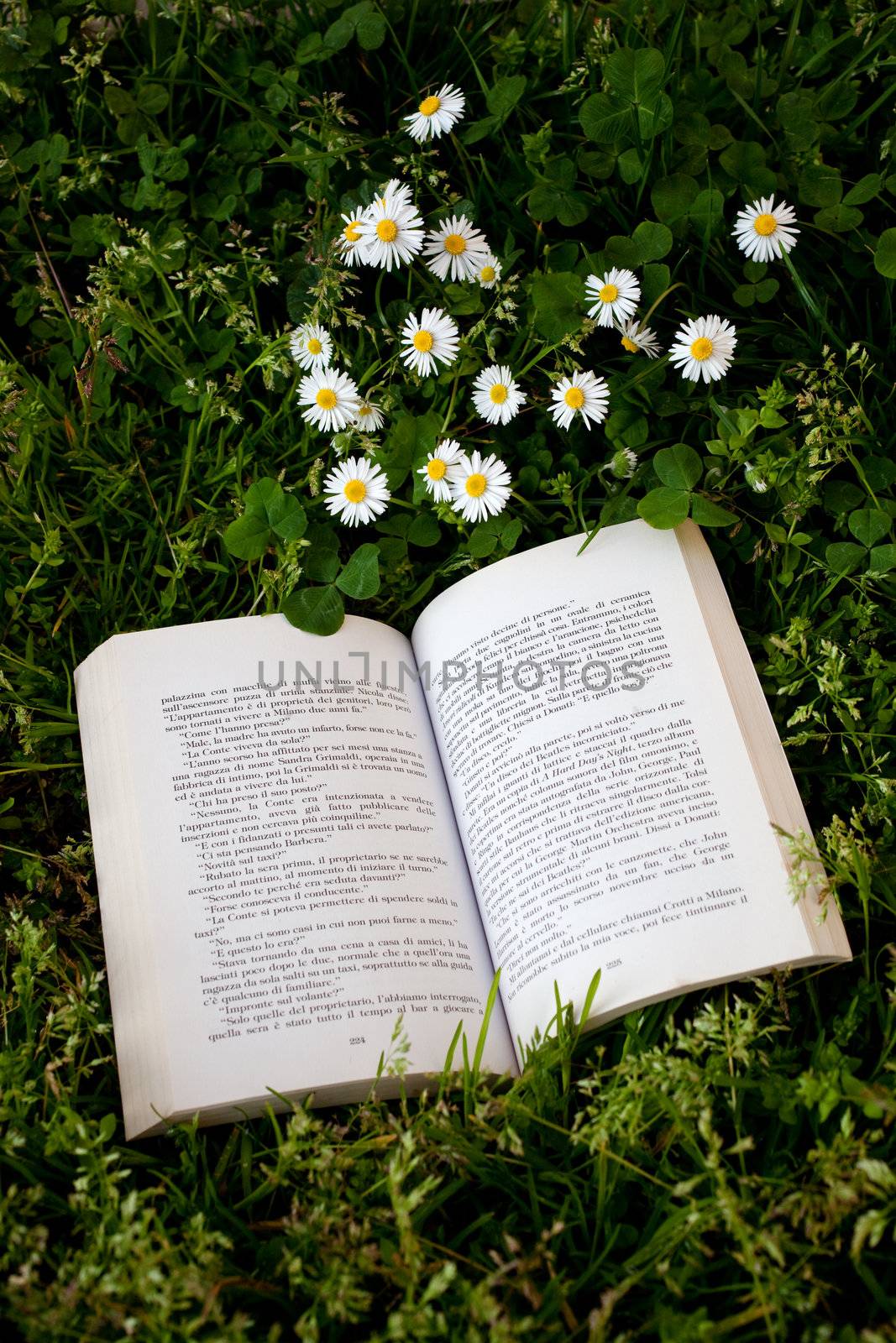 Open book on grass with daisies