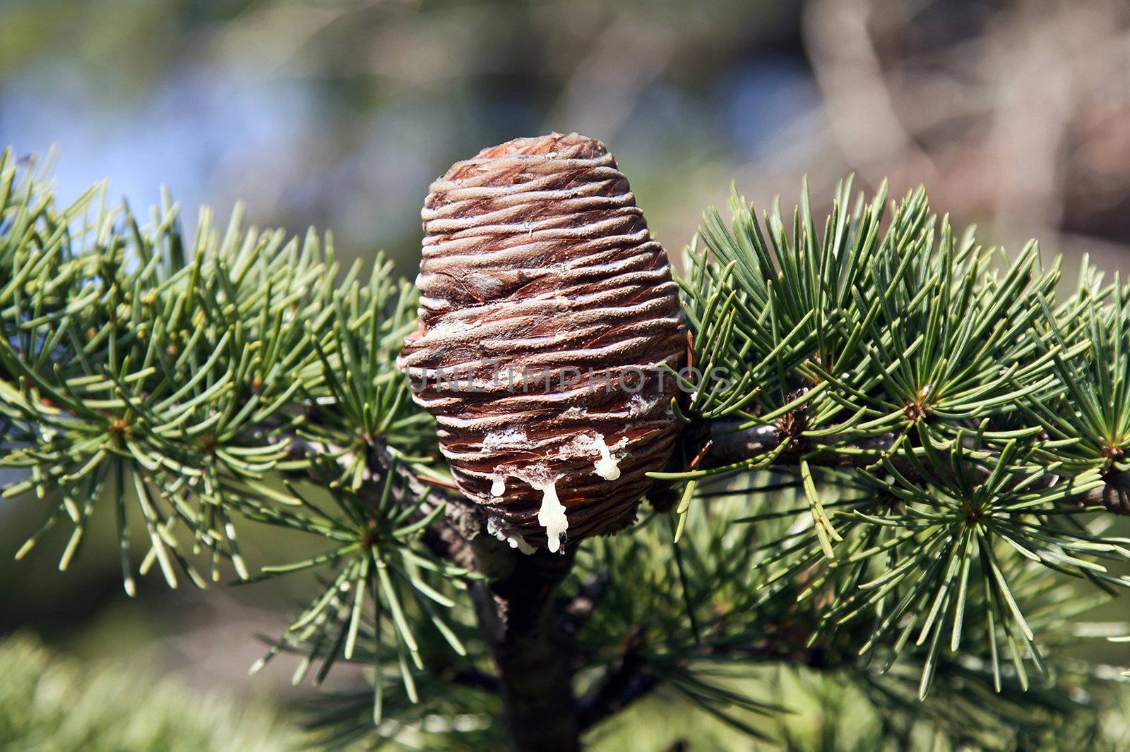 pine tree in autumn