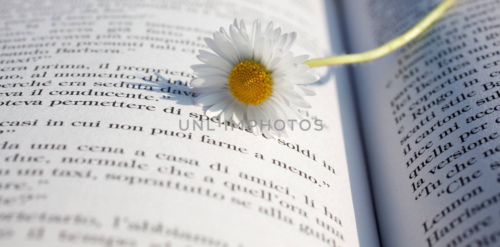 Daisy on a open book