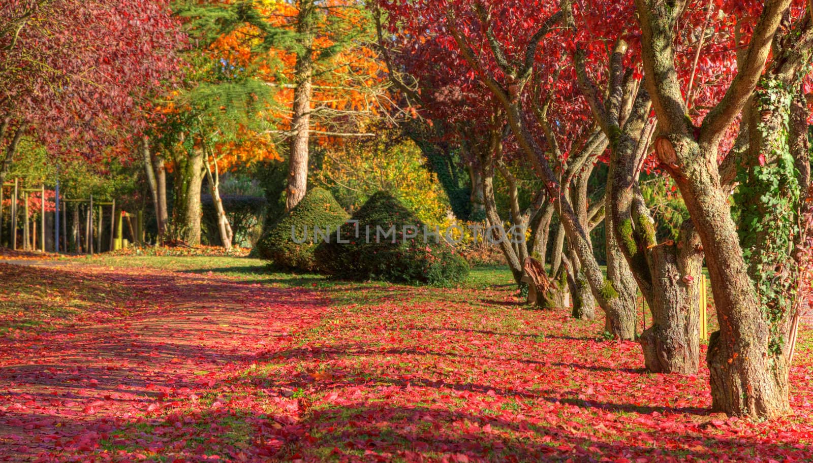 Beautiful autumn path full of red leaves in a park.