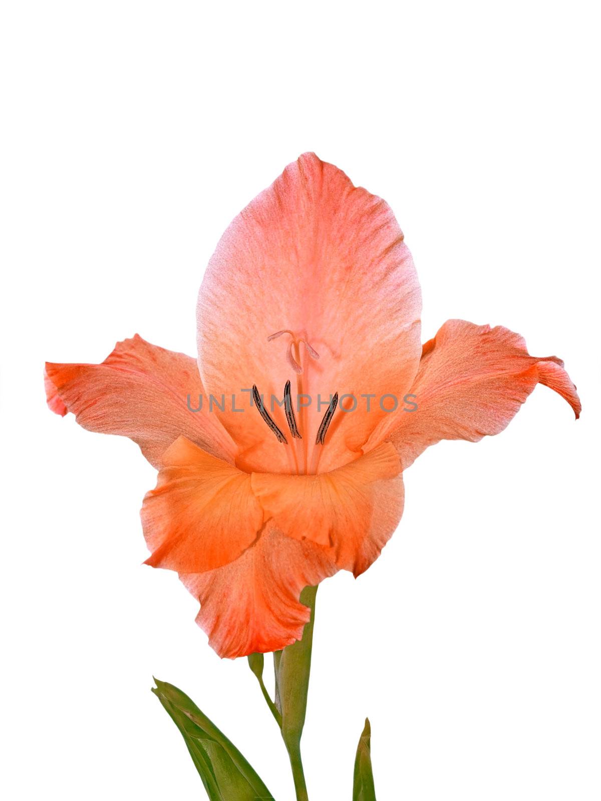 Gladiolus flower close-up isolated on a white background