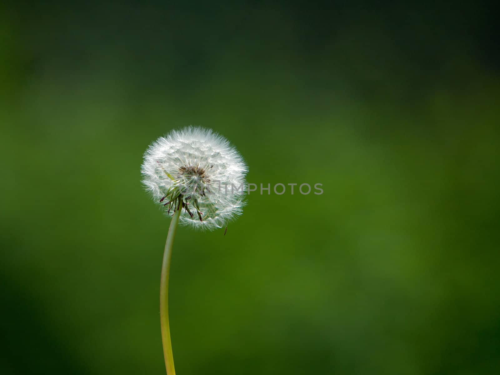 Seeded dandelion head in a field