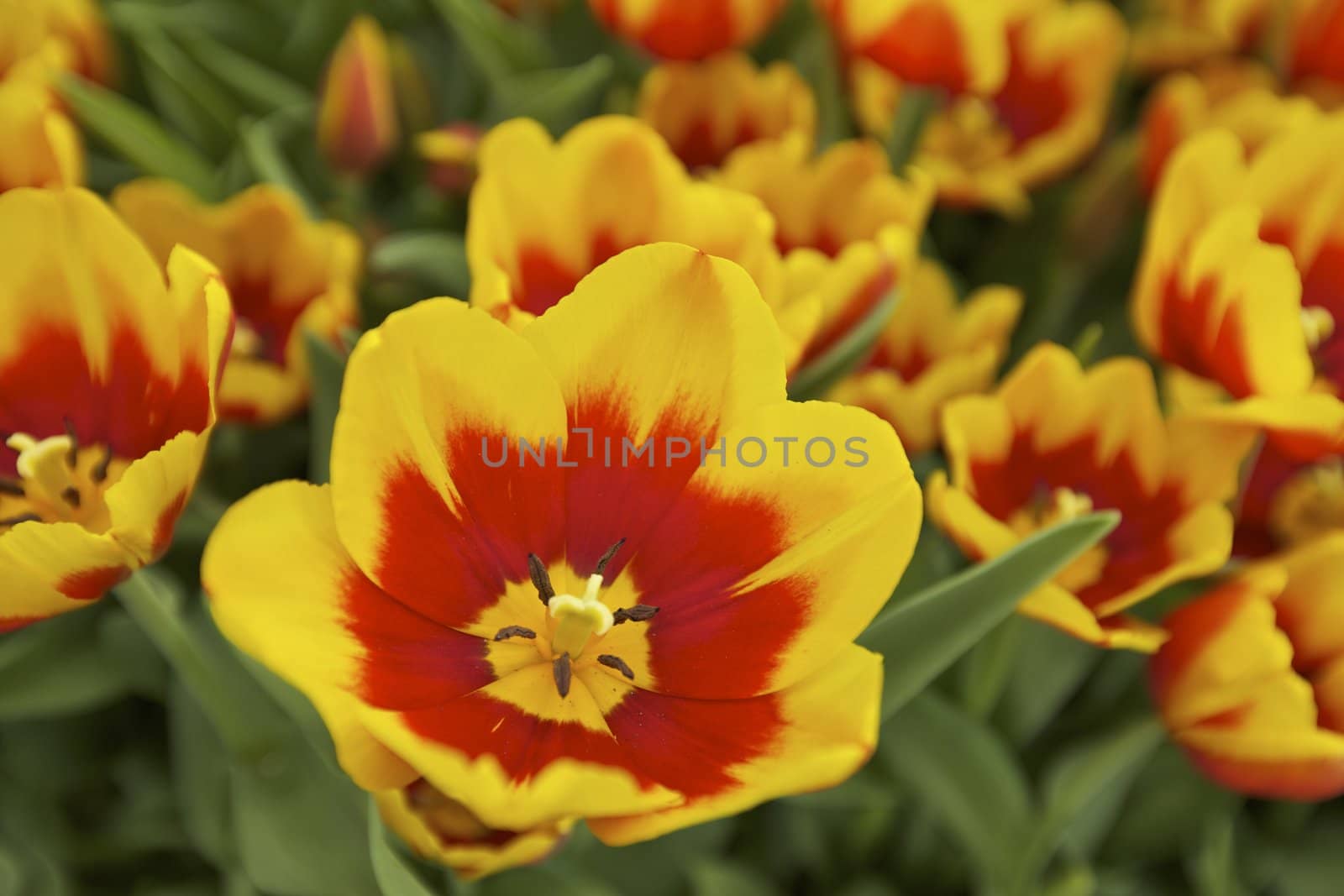 Orange and Yellow Tulips Grown in a Botanical Garden