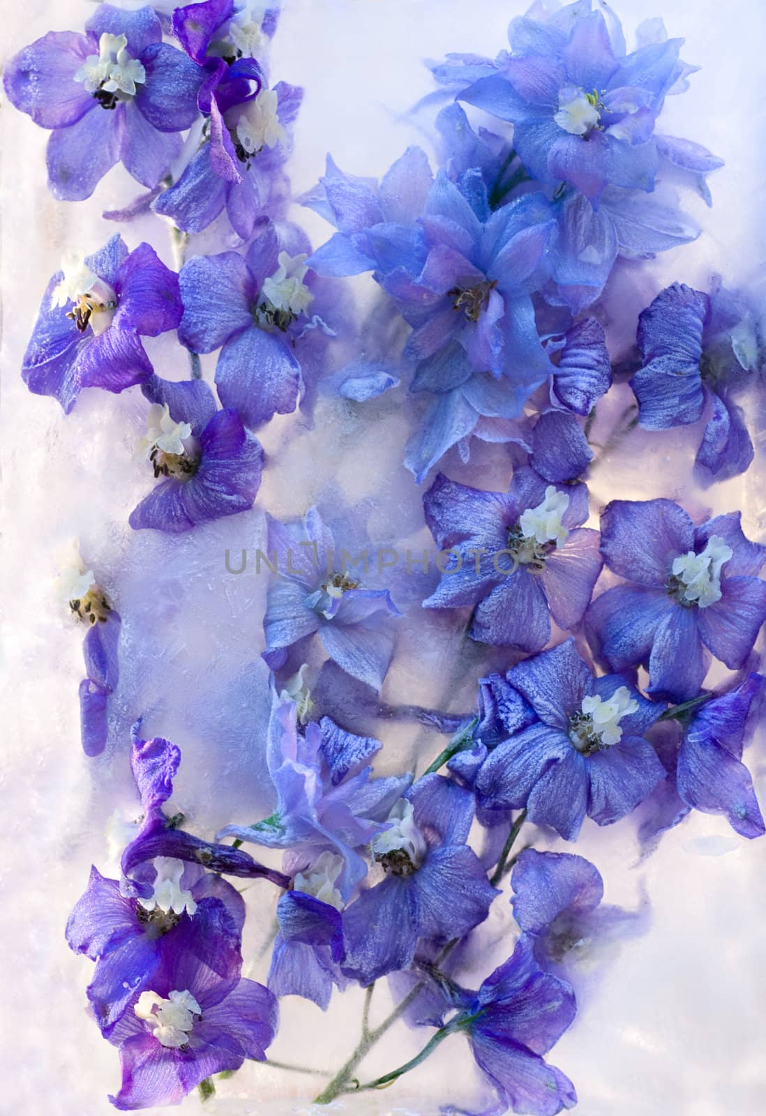 Frozen beautiful    blue delphinium  flower.  blossomsin the ice cube 