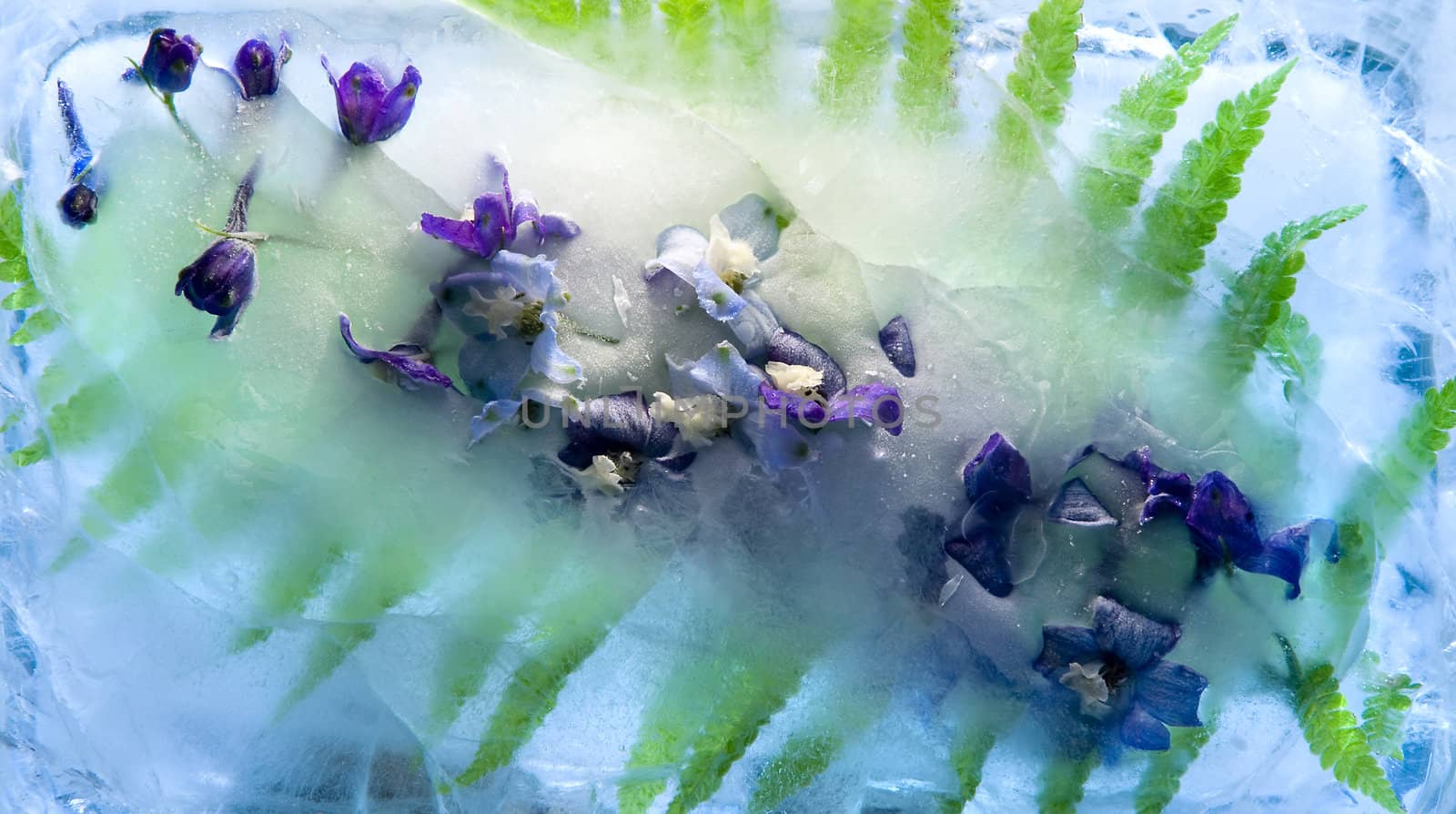  Frozen    blue delphinium flower  by foryouinf