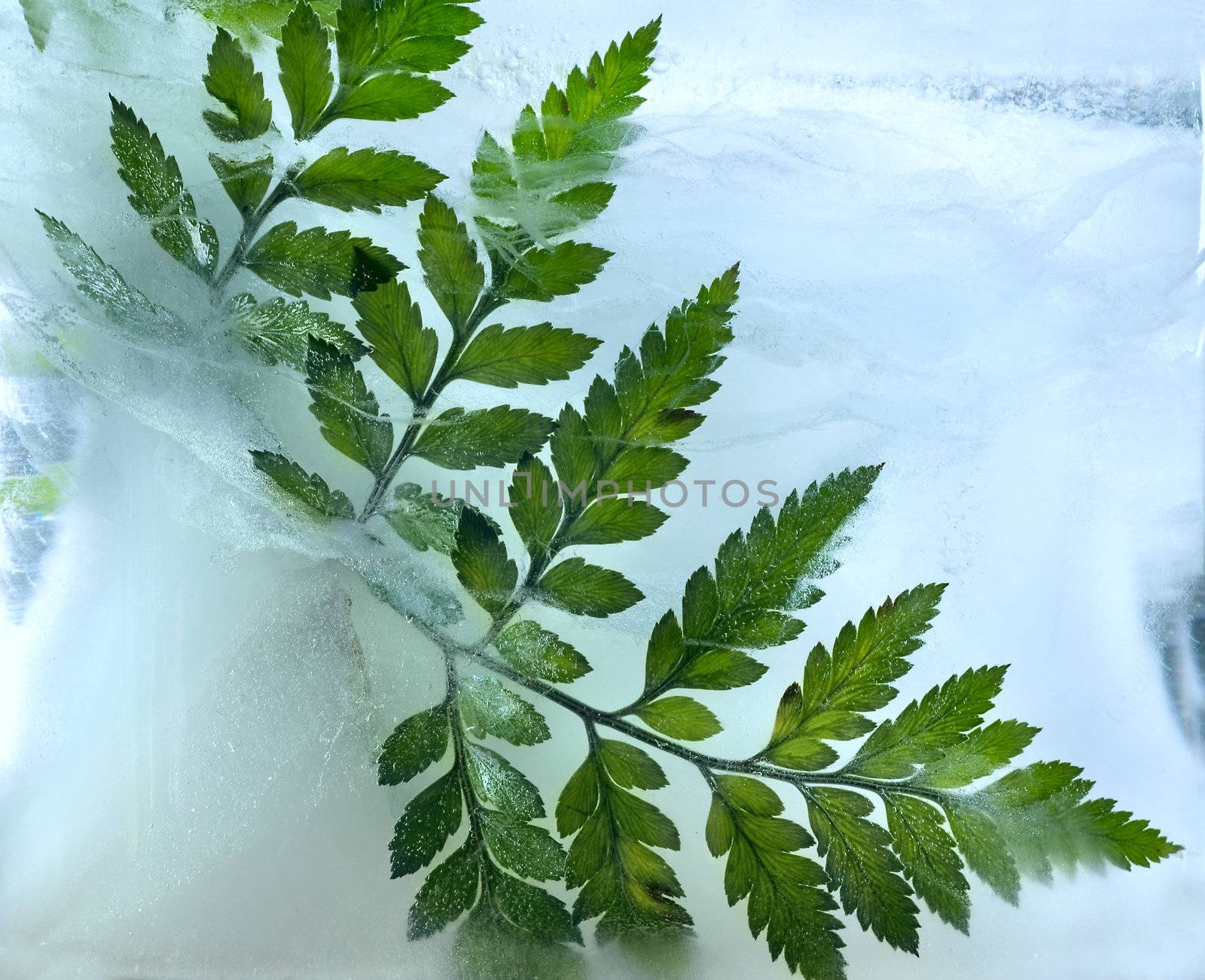 Background of ferns leaf frozen in ice  by foryouinf