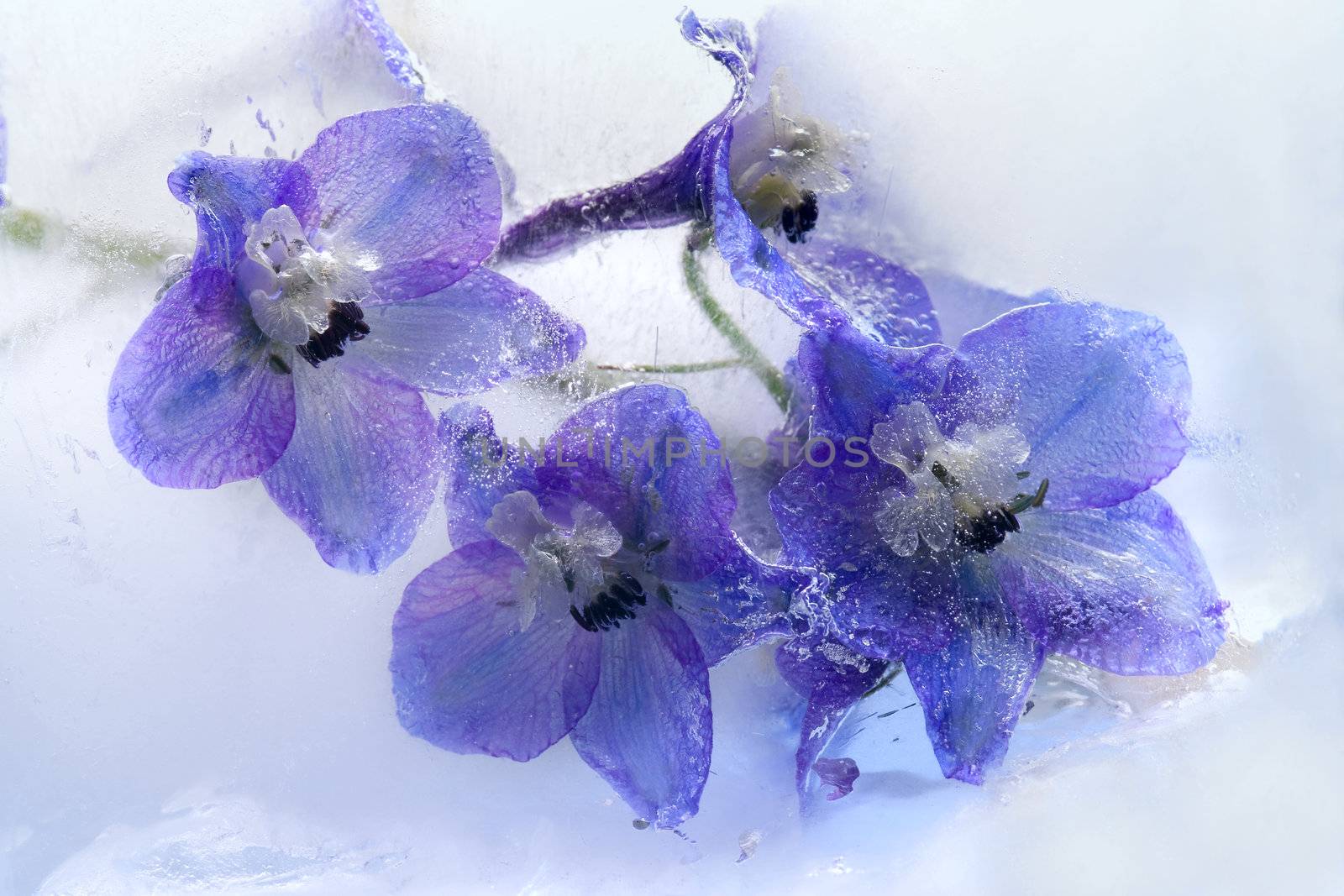Frozen beautiful    blue delphinium  flower.  blossomsin the ice cube 