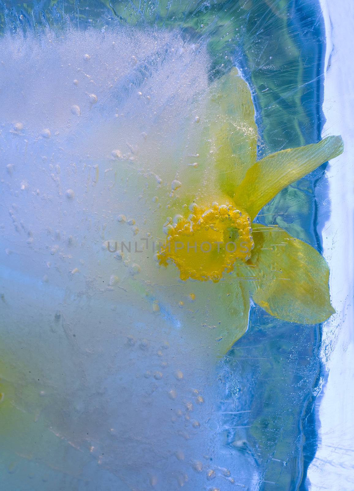 Frozen beautiful  narcissus flower.  blossomsin the ice cube 