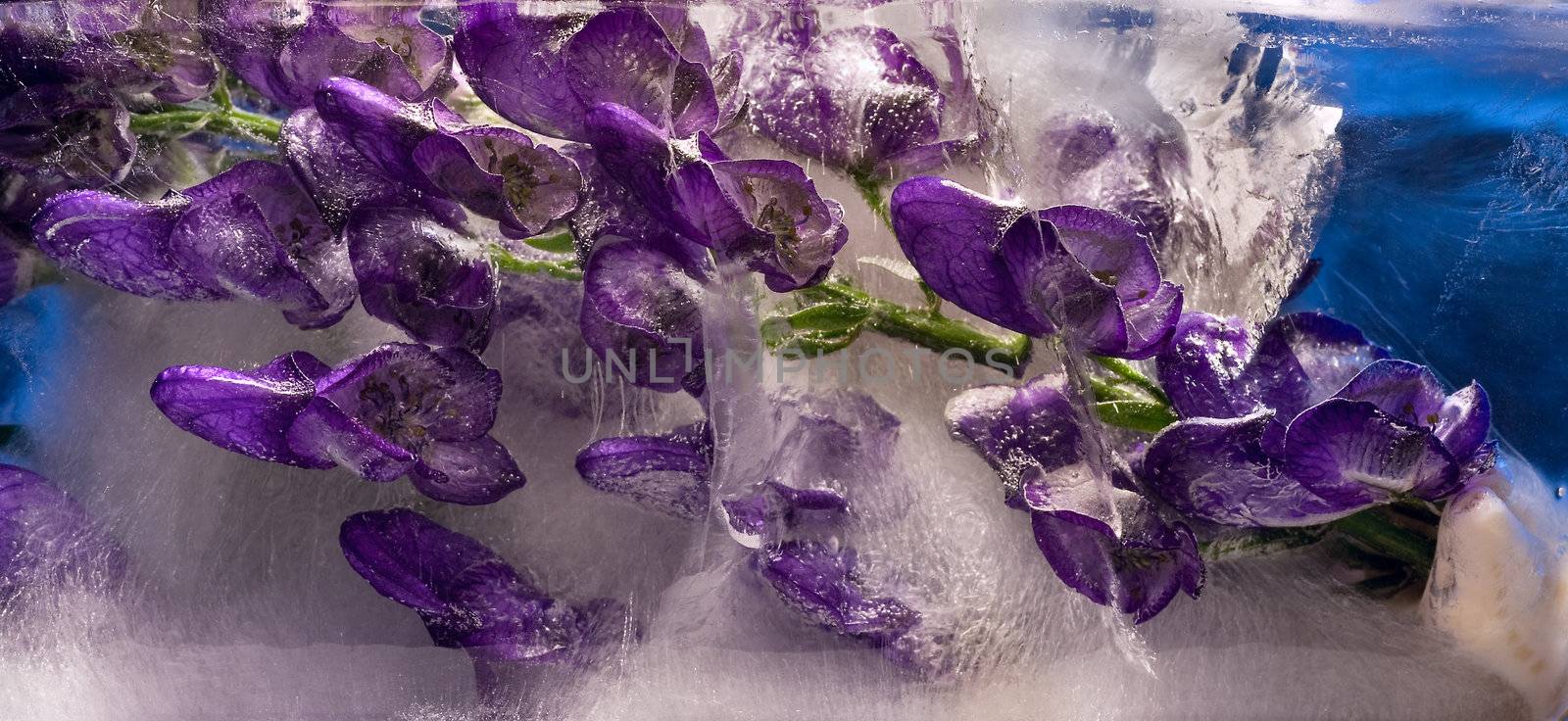 Flowers frozen in ice, art winter background.