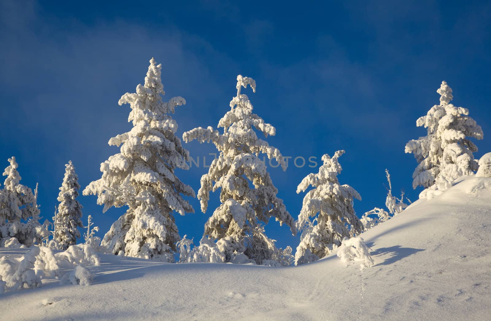 Winter landscape in the woods on a snowy hill