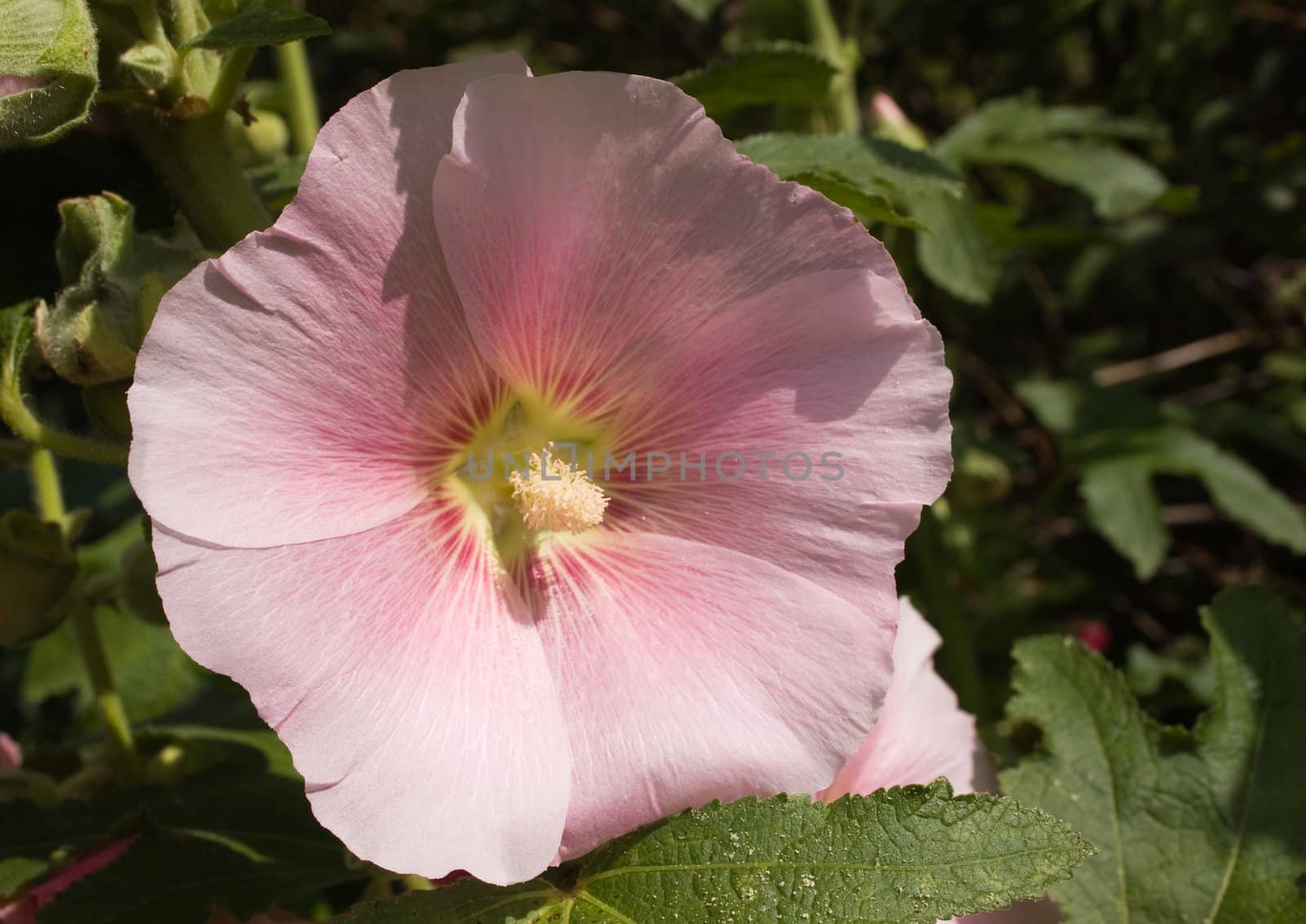 Beautiful malva (mallow) flower in close-up 