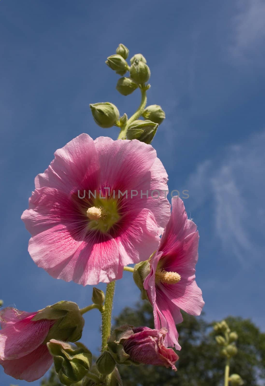 Beautiful malva (mallow) flower in close-up