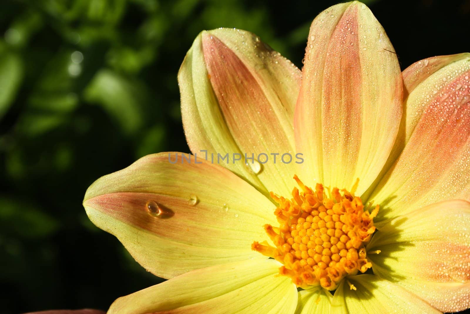 Flower of the dahlia in garden. Small depth to sharpness by nikolpetr