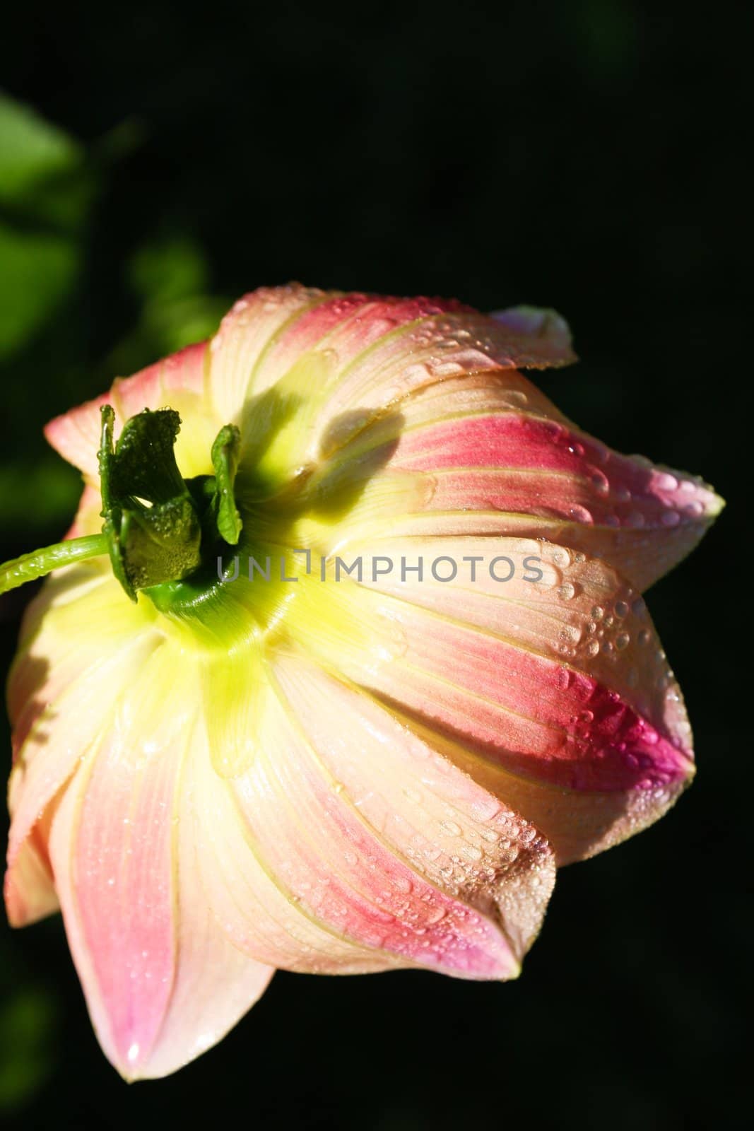 Flower of the dahlia in garden. Small depth to sharpness