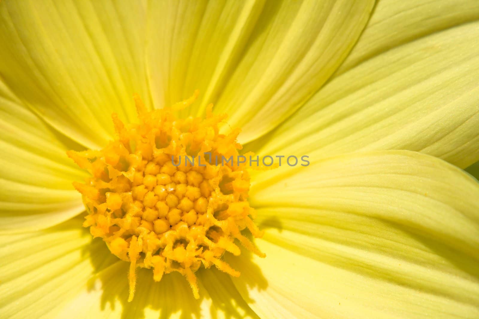 Flower of the dahlia in garden. Small depth to sharpness by nikolpetr