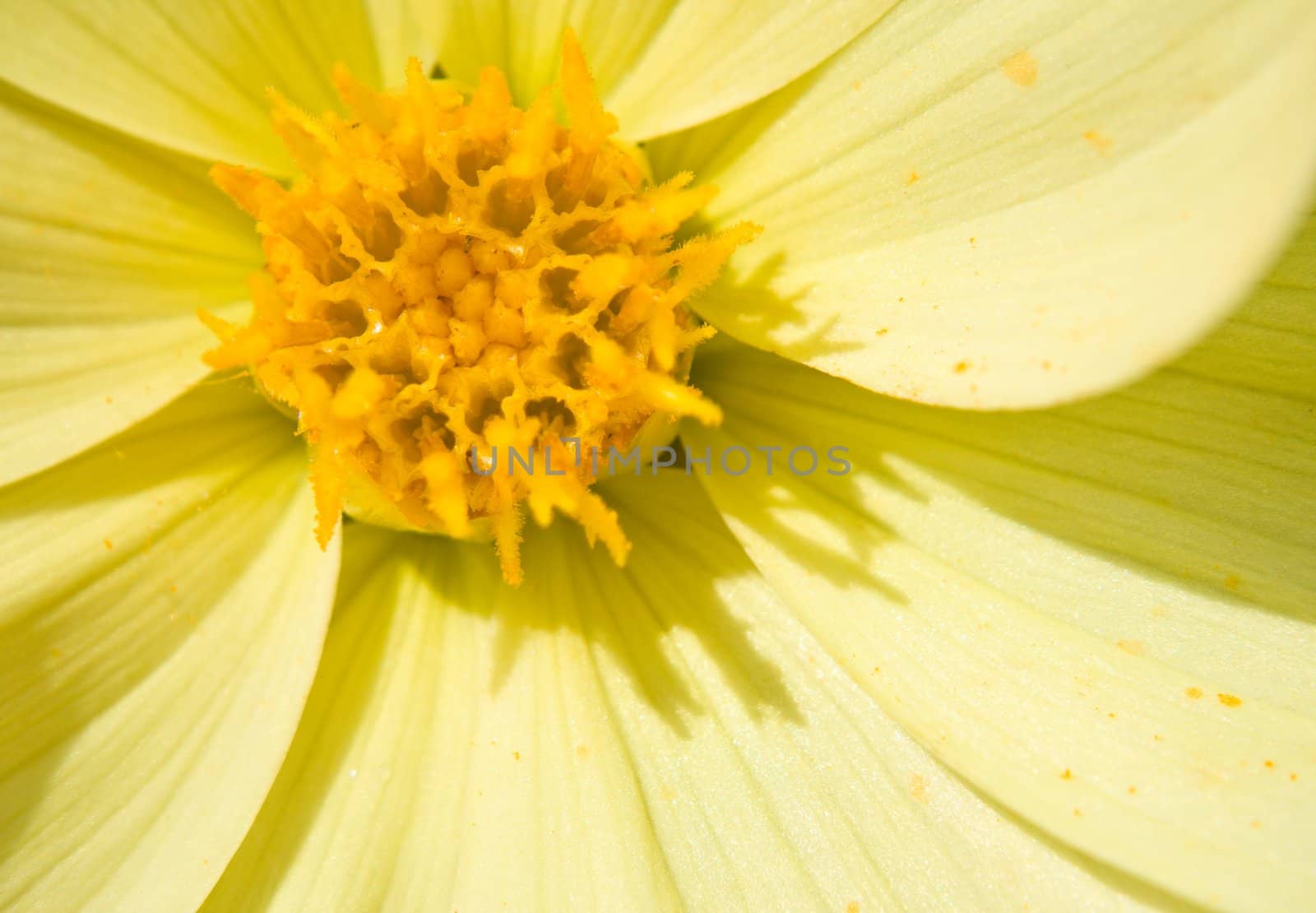 Flower of the dahlia in garden. Small depth to sharpness by nikolpetr