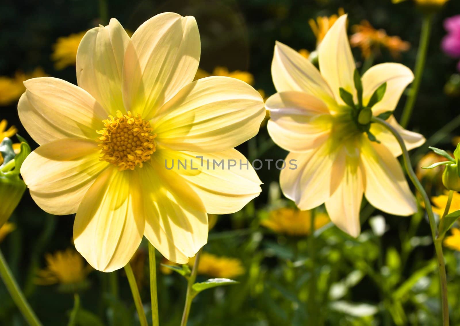 Flowers of the dahlia in garden. Small depth to sharpness by nikolpetr