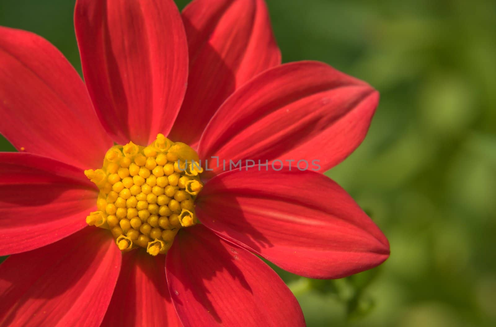 Flower of the dahlia in garden. Small depth to sharpness