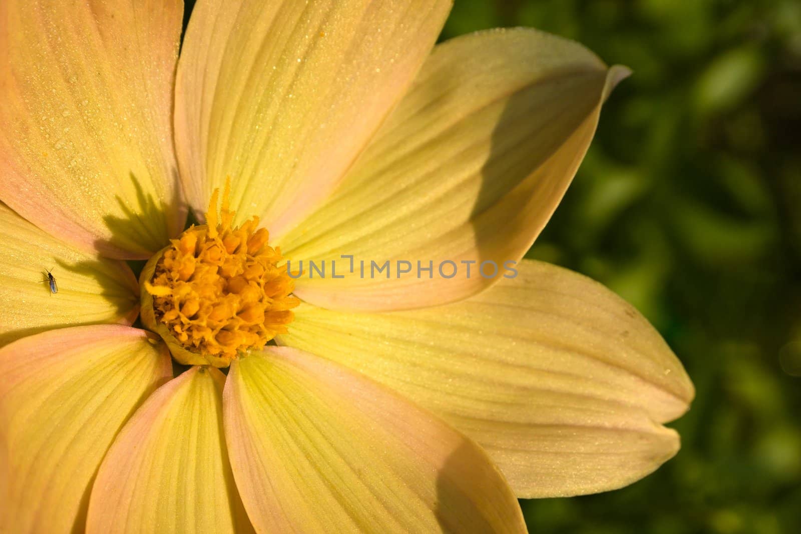 Flower of the dahlia in garden. Small depth to sharpness