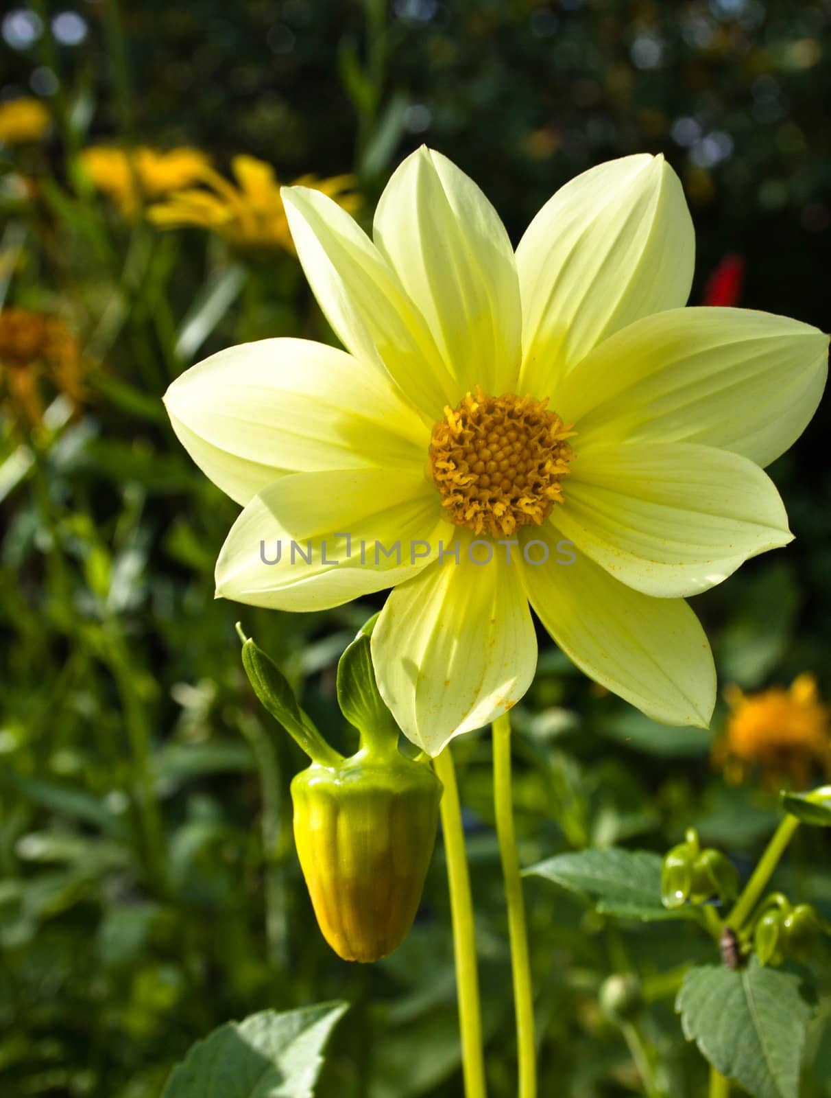 Flower of the dahlia in garden. Small depth to sharpness