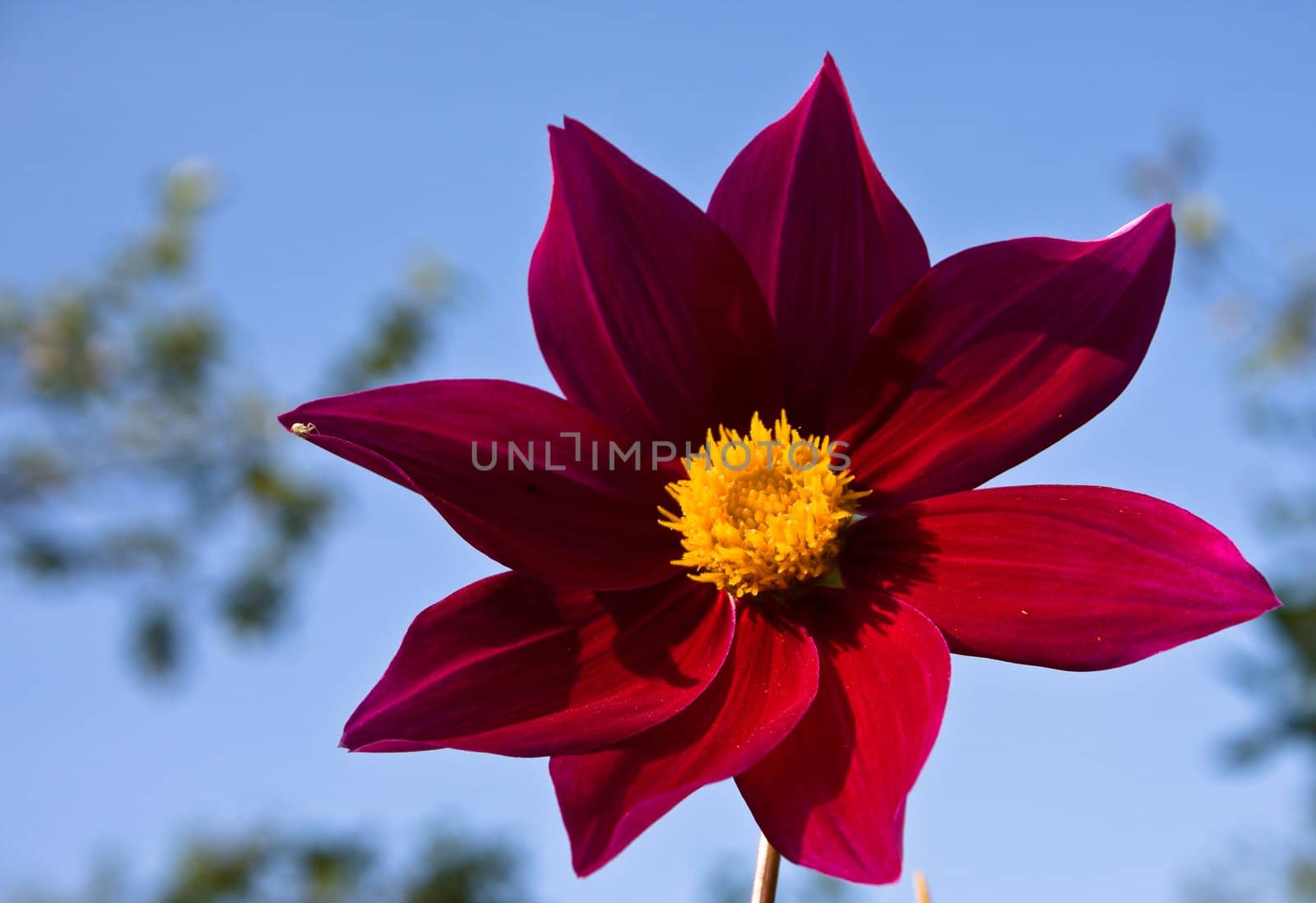 Flower of the dahlia in garden. Small depth to sharpness