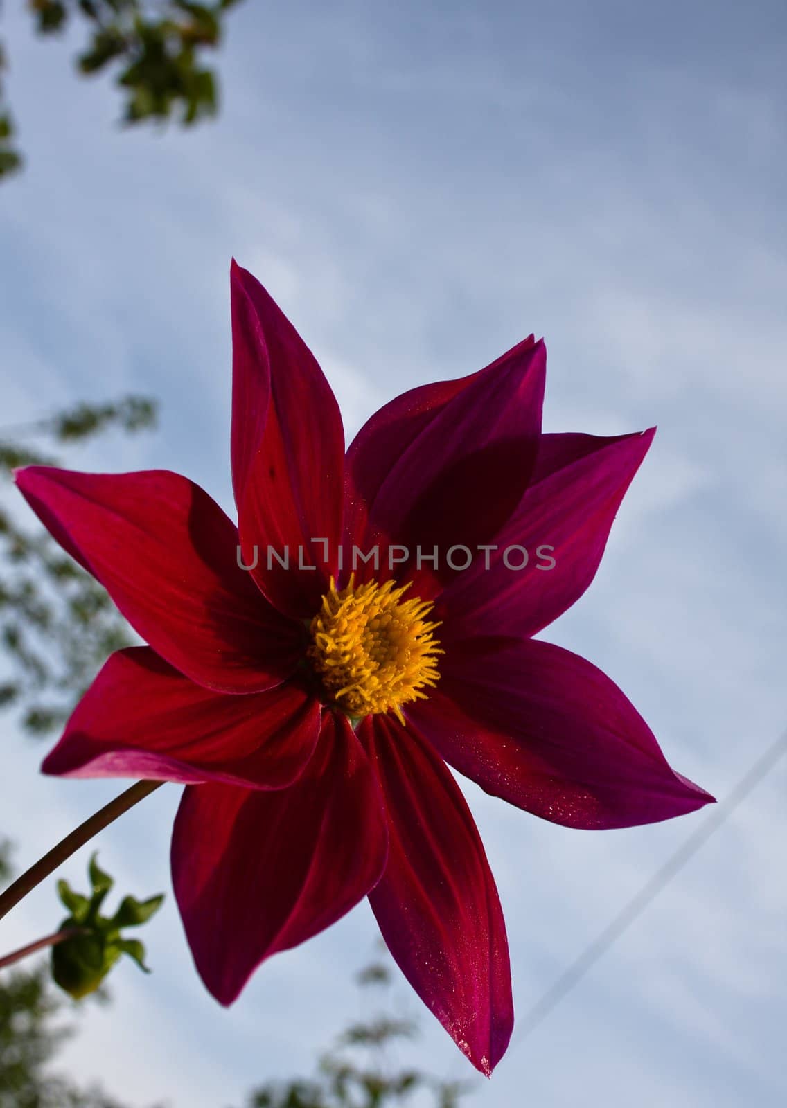 Flower of the dahlia in garden. Small depth to sharpness