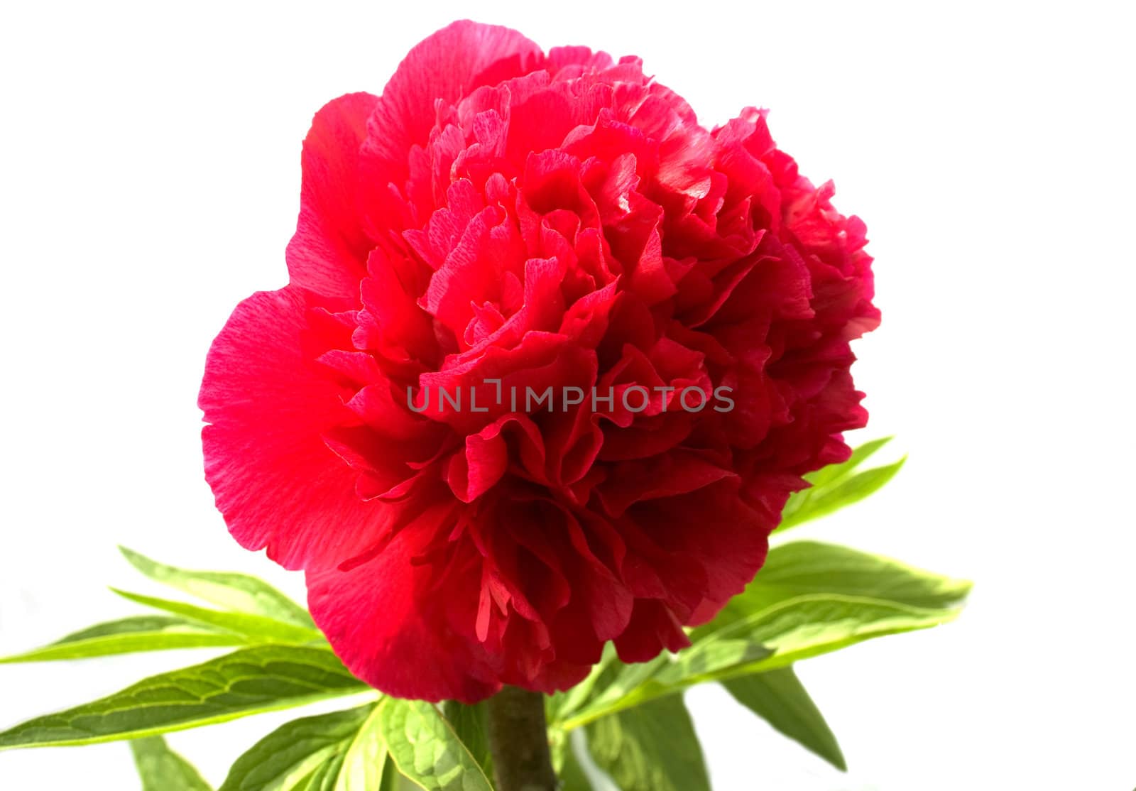 The claret peony on a white background.