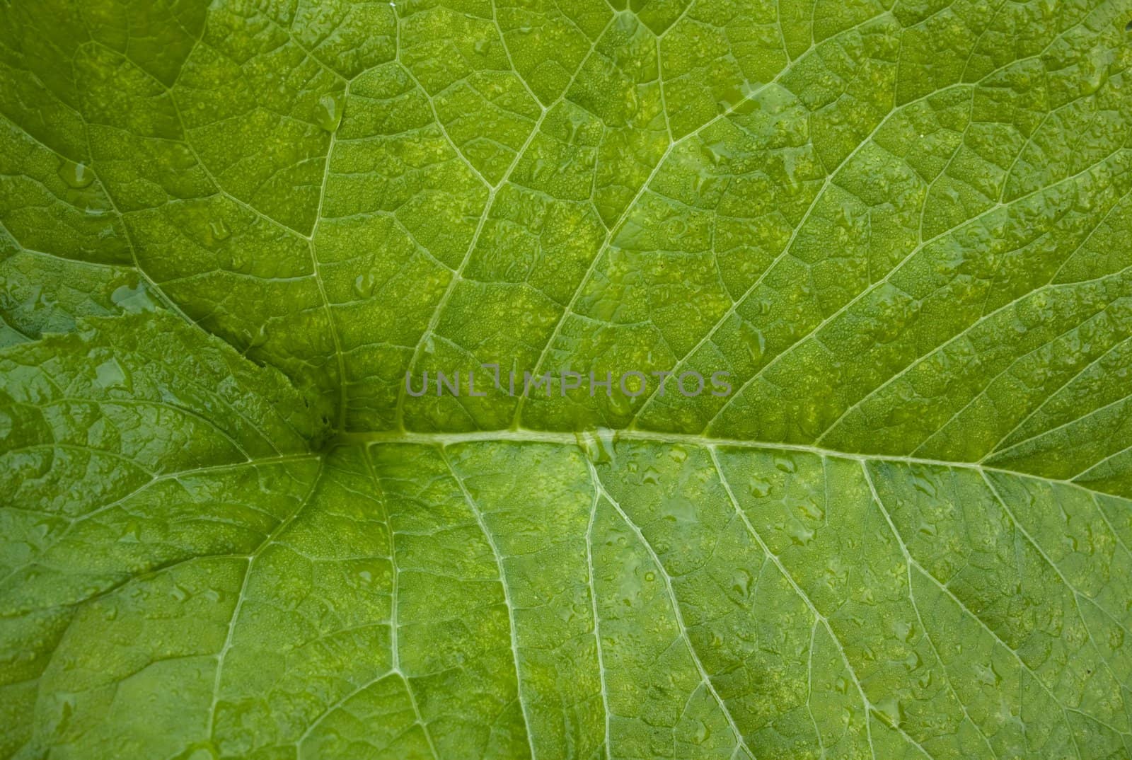 The green sheet inula by nikolpetr