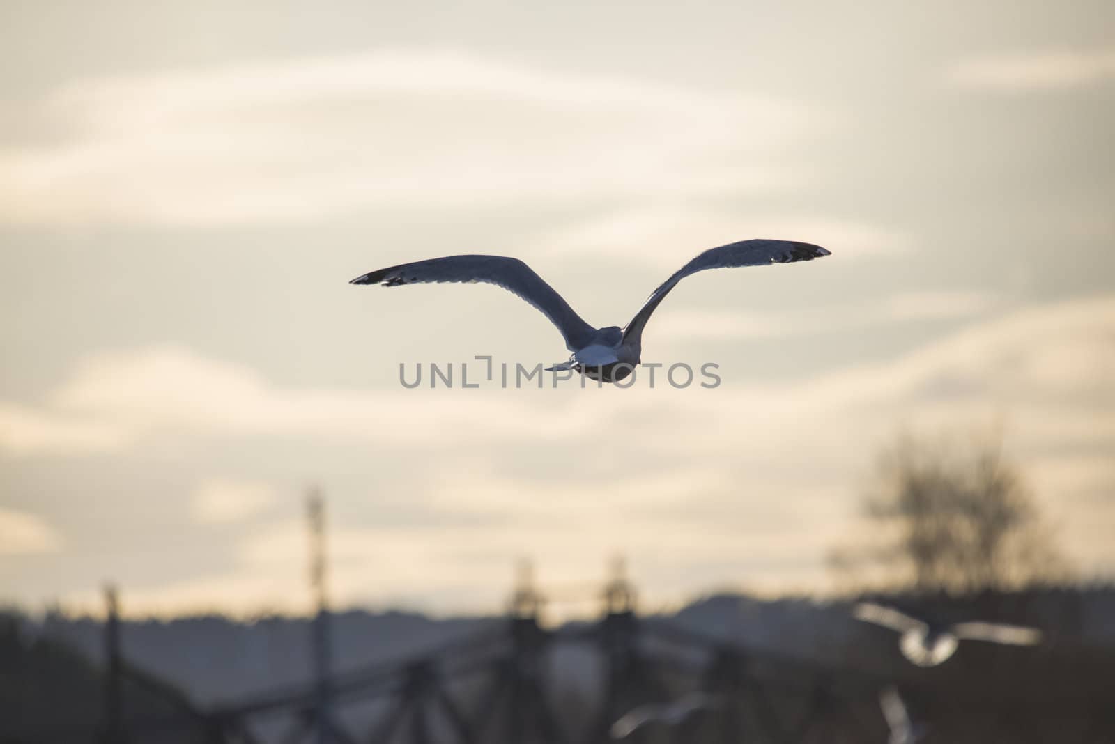 european herring gull flying into the sunset by steirus