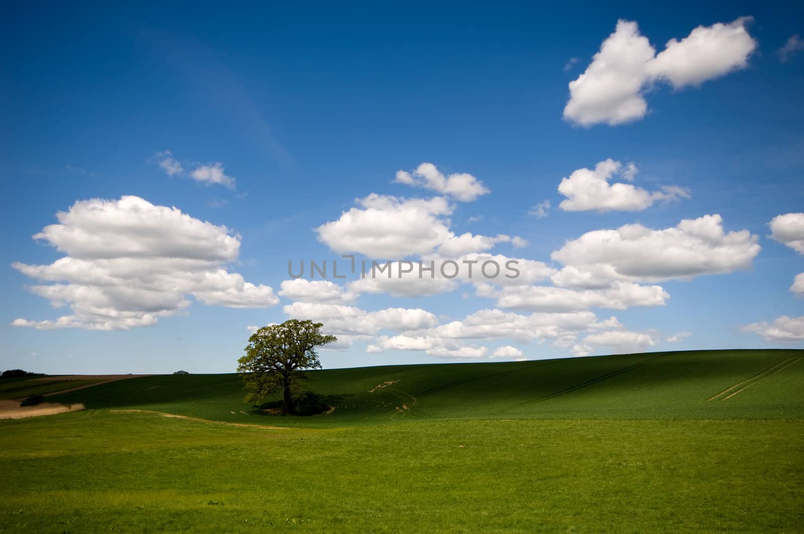 Landscape with a tree on a hill. The sky is blue with white clouds.