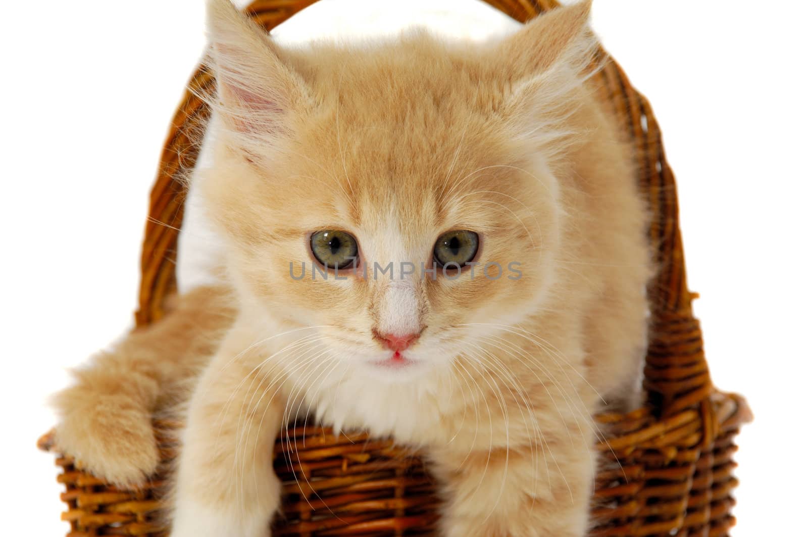 Sweet kitten resting in basket