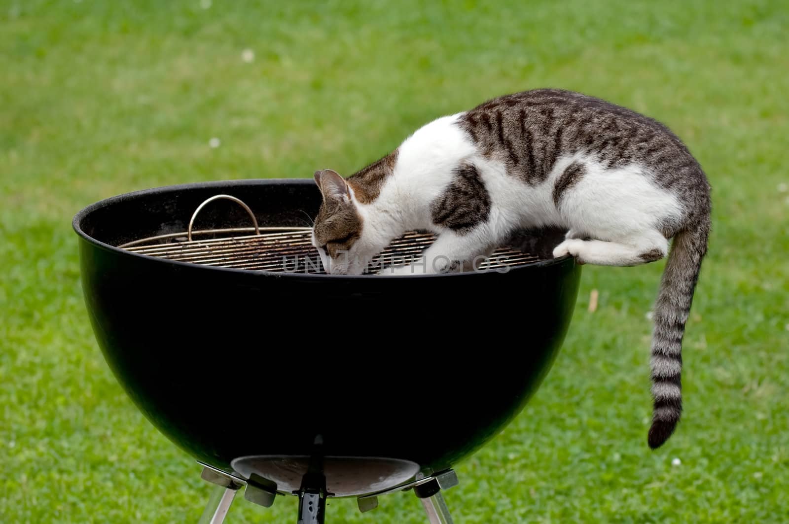 A hungry cat sitting on a barbecue grill