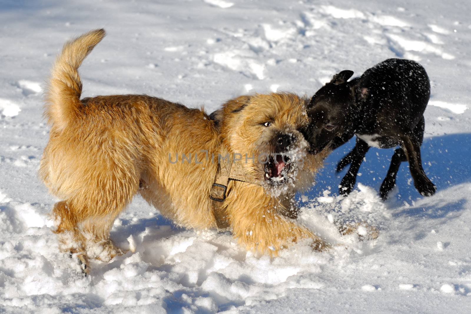 Dogs are fighting and playing in the snow. Motion blur. The breed of the dogs are a Cairn Terrier and the small dog is a mix of a Chihuahua and a Miniature Pinscher. 