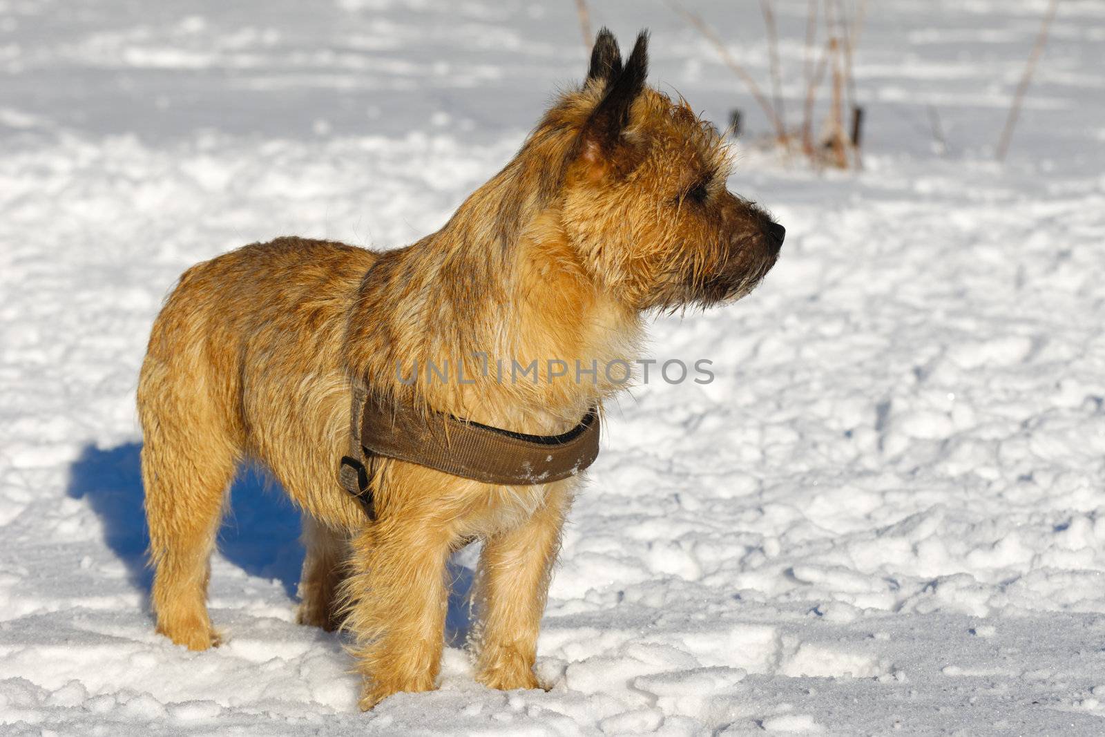 Cairn Terrier by cfoto