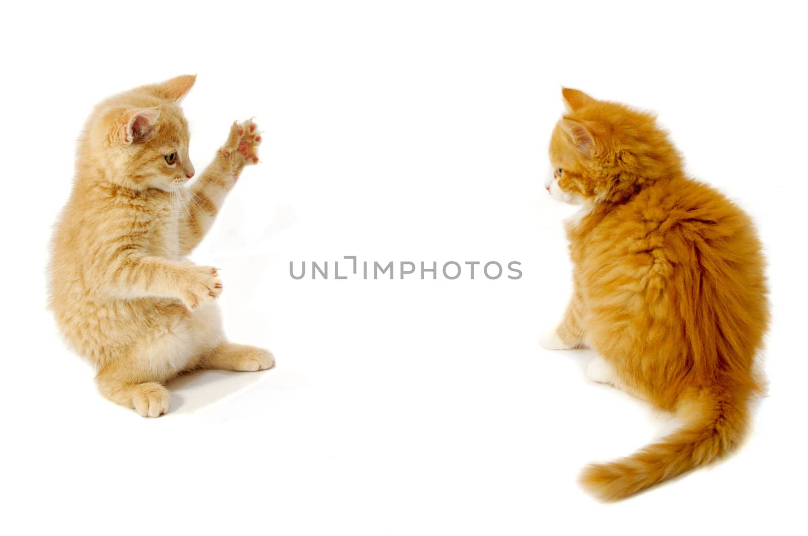 Sweet kittens are just about to fight on a white background.