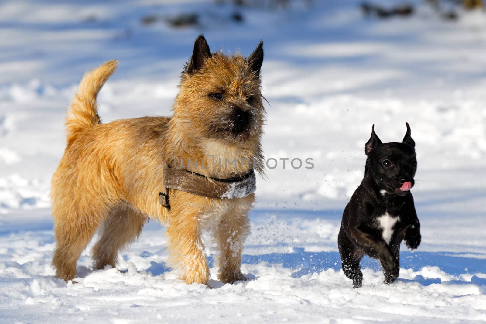 Dogs are playing and running in the snow. Motion blur. The breed of the dogs are a Cairn Terrier and the small dog is a mix of a Chihuahua and a Miniature Pinscher. 