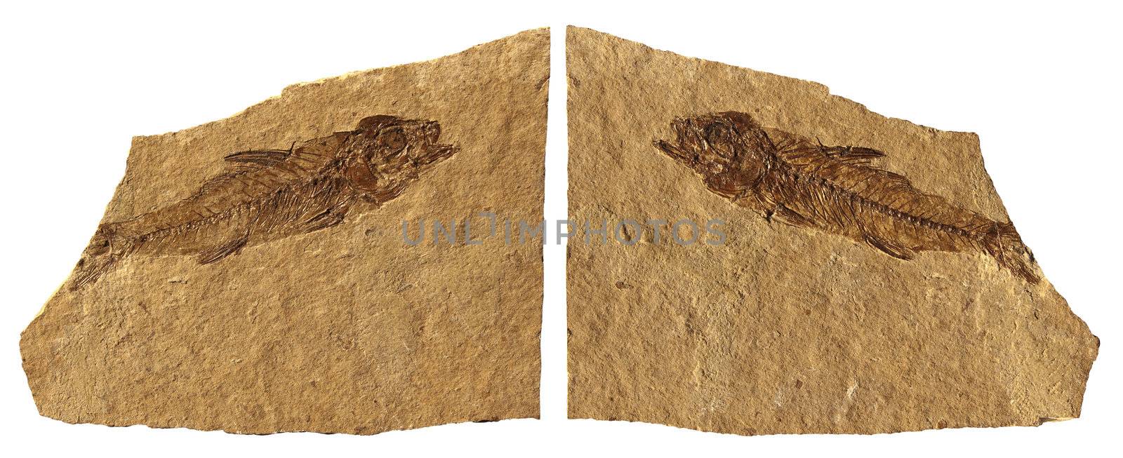 Limestone Fossil Fish of Bolca - Verona - Italy