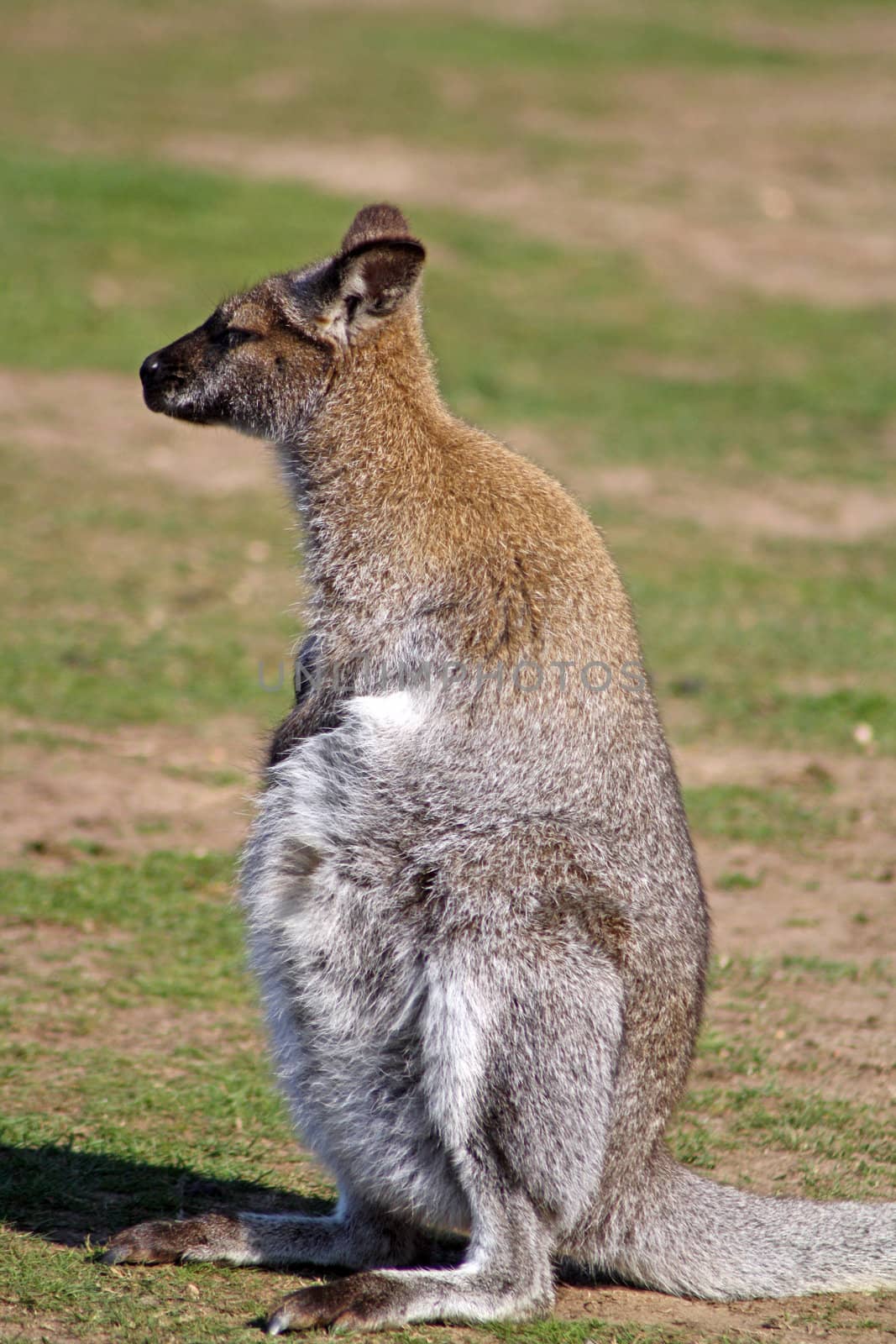 stunning wallaby in a field