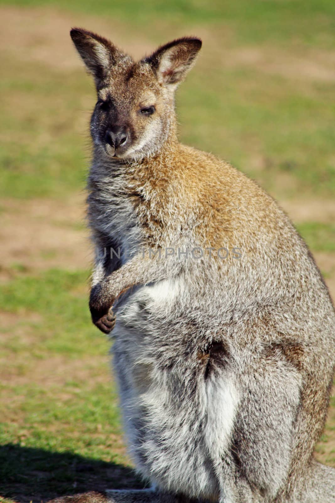 wallaby in a field