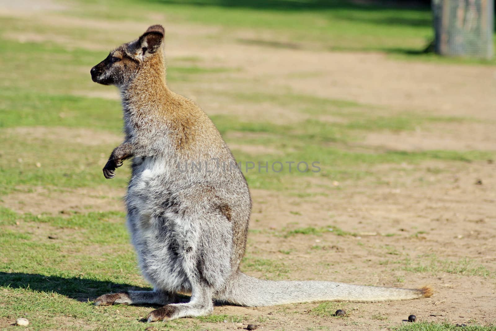 wallaby in a field