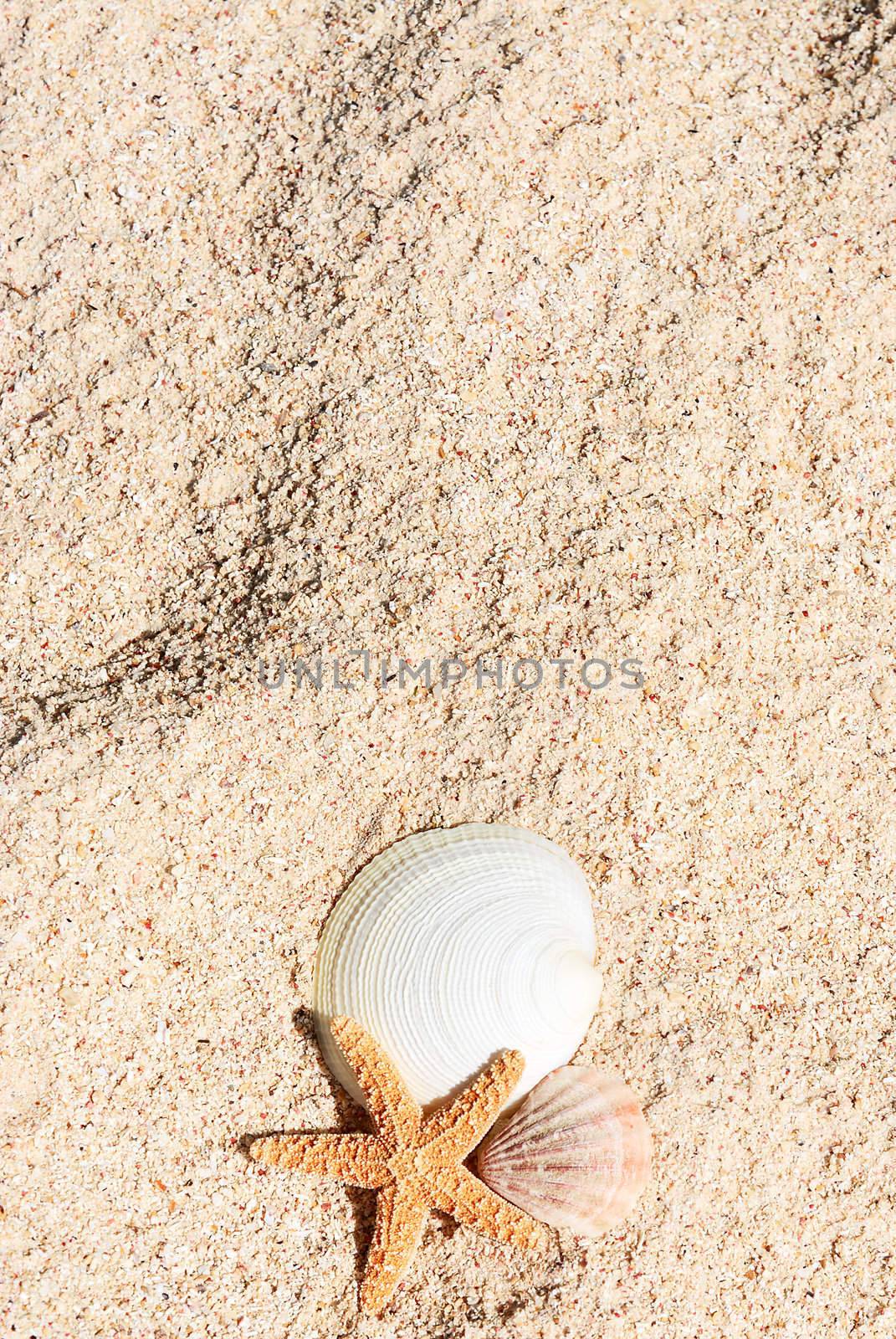 sea shells with sand as background 