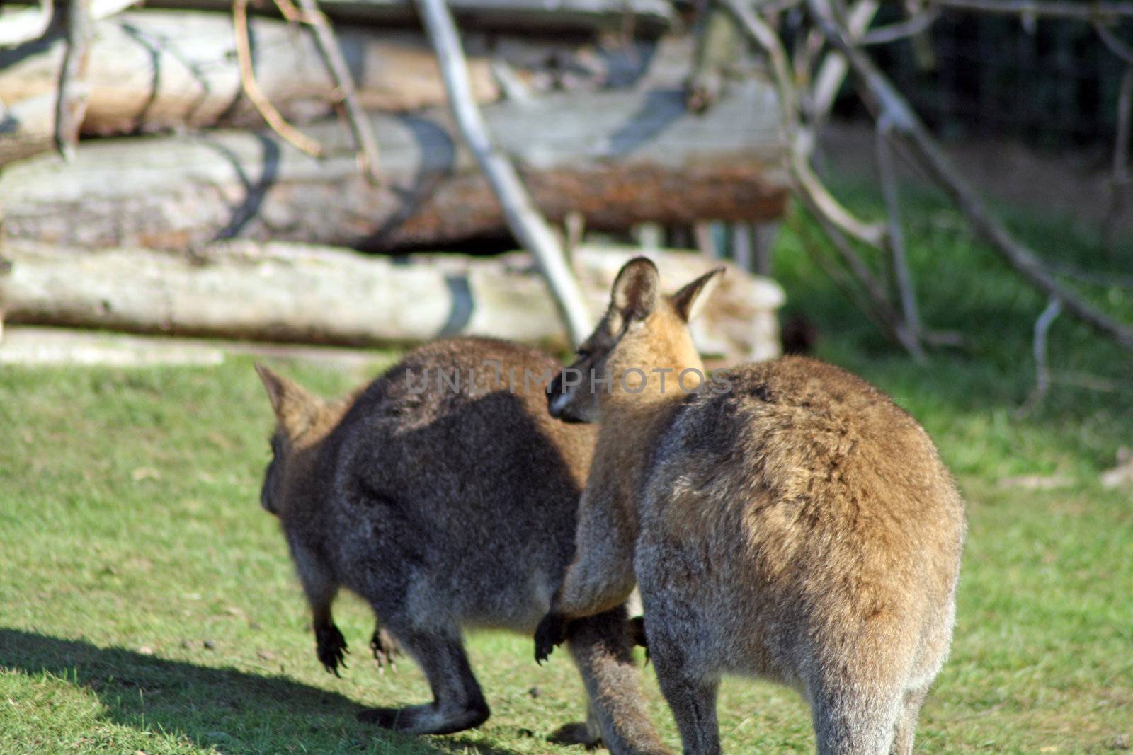 wallaby