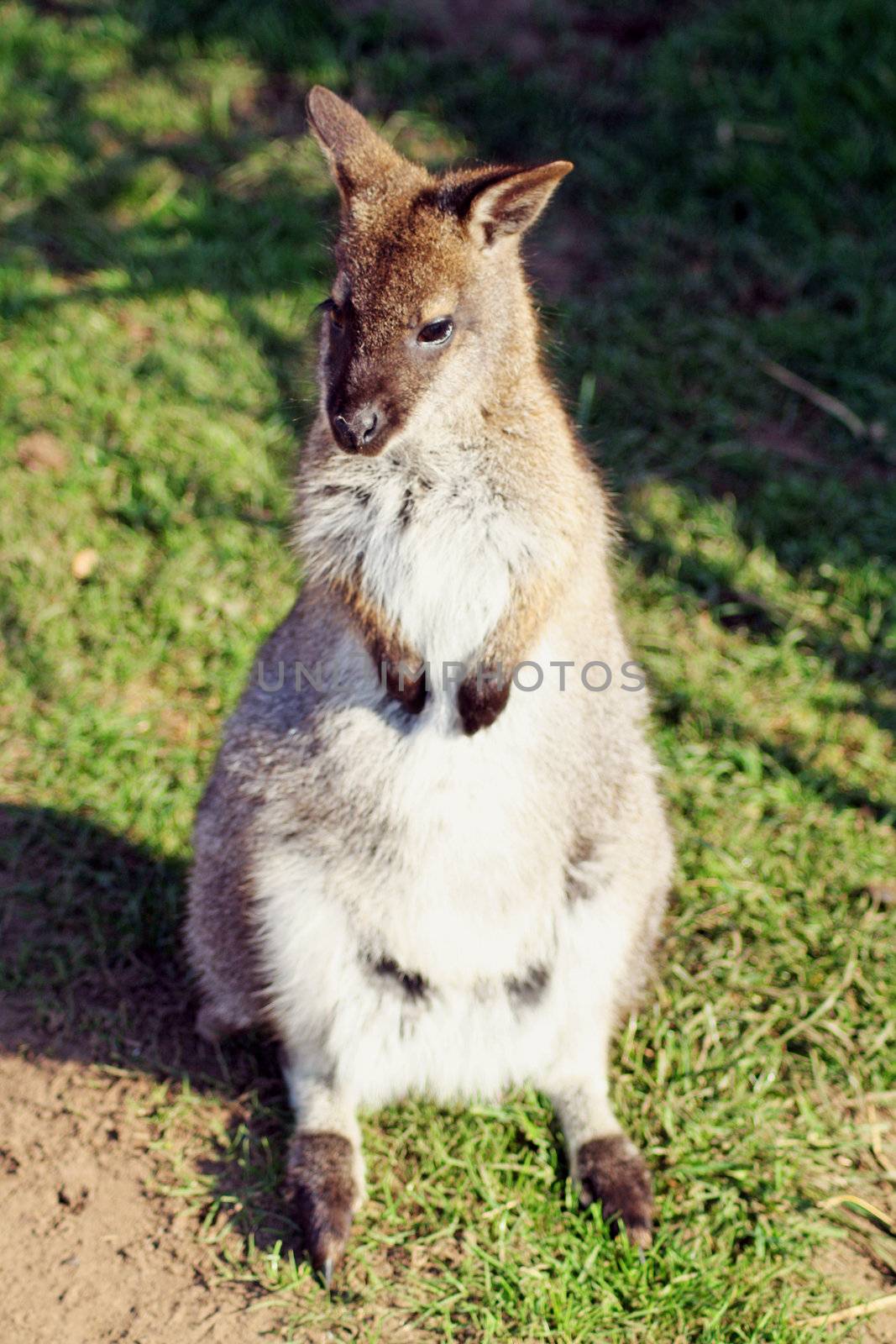 wallaby