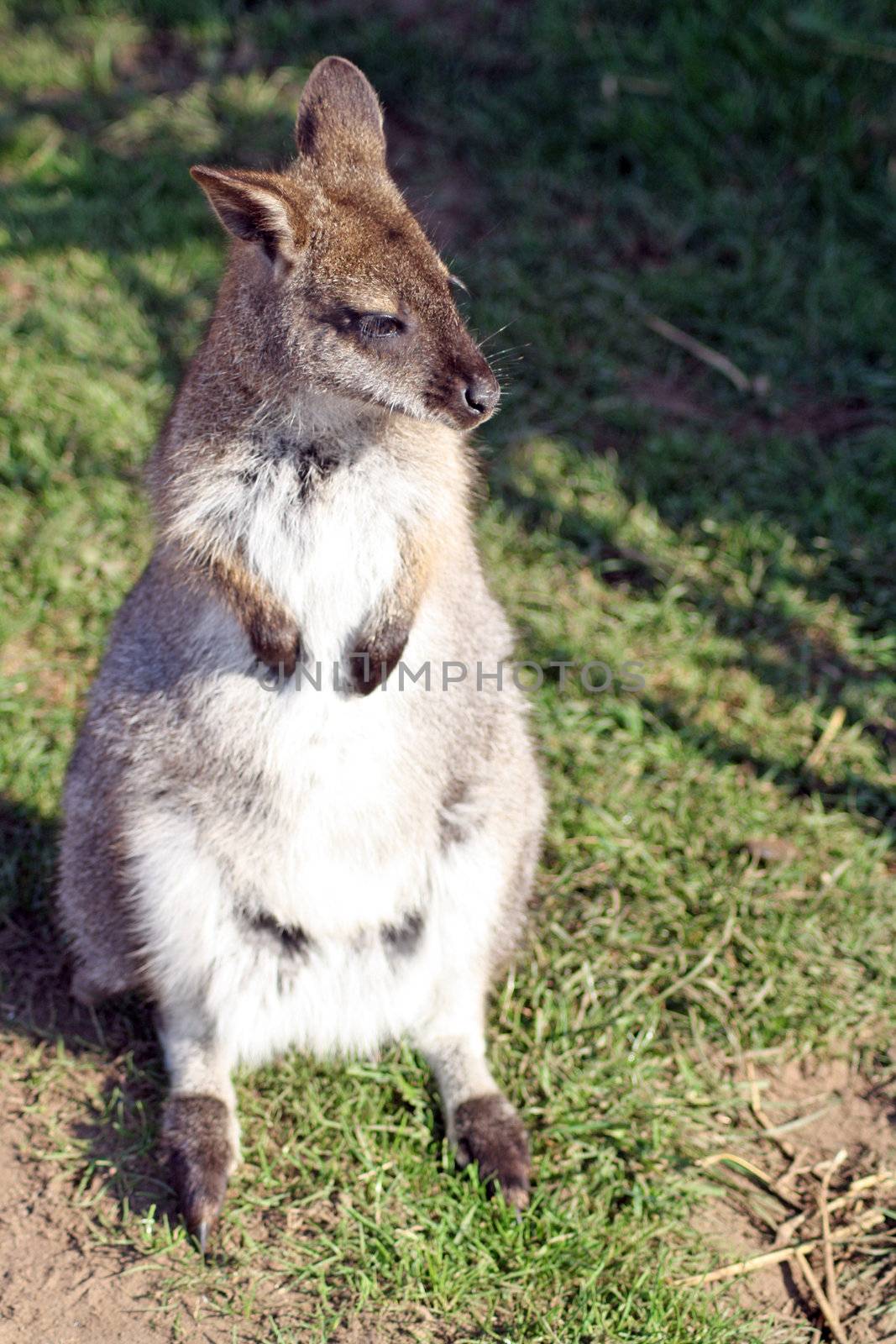 wallaby