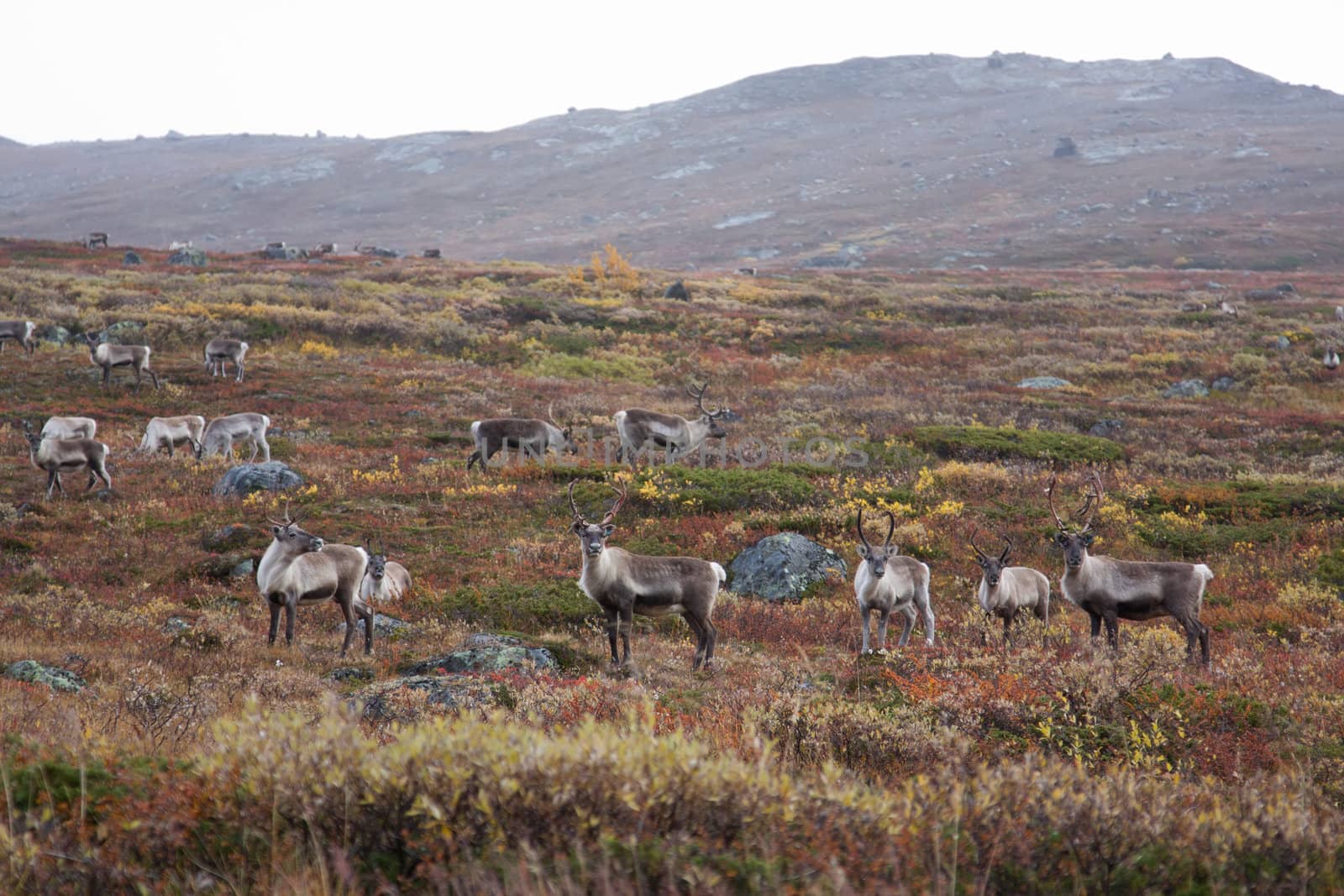 North Norway landscape